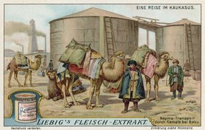 Transport de naphta par chameau à Bakou - European School